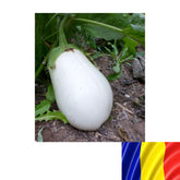 Hectarul - Seminte romanesti de vinete albe Romanita 2gr, SCDL Buzau